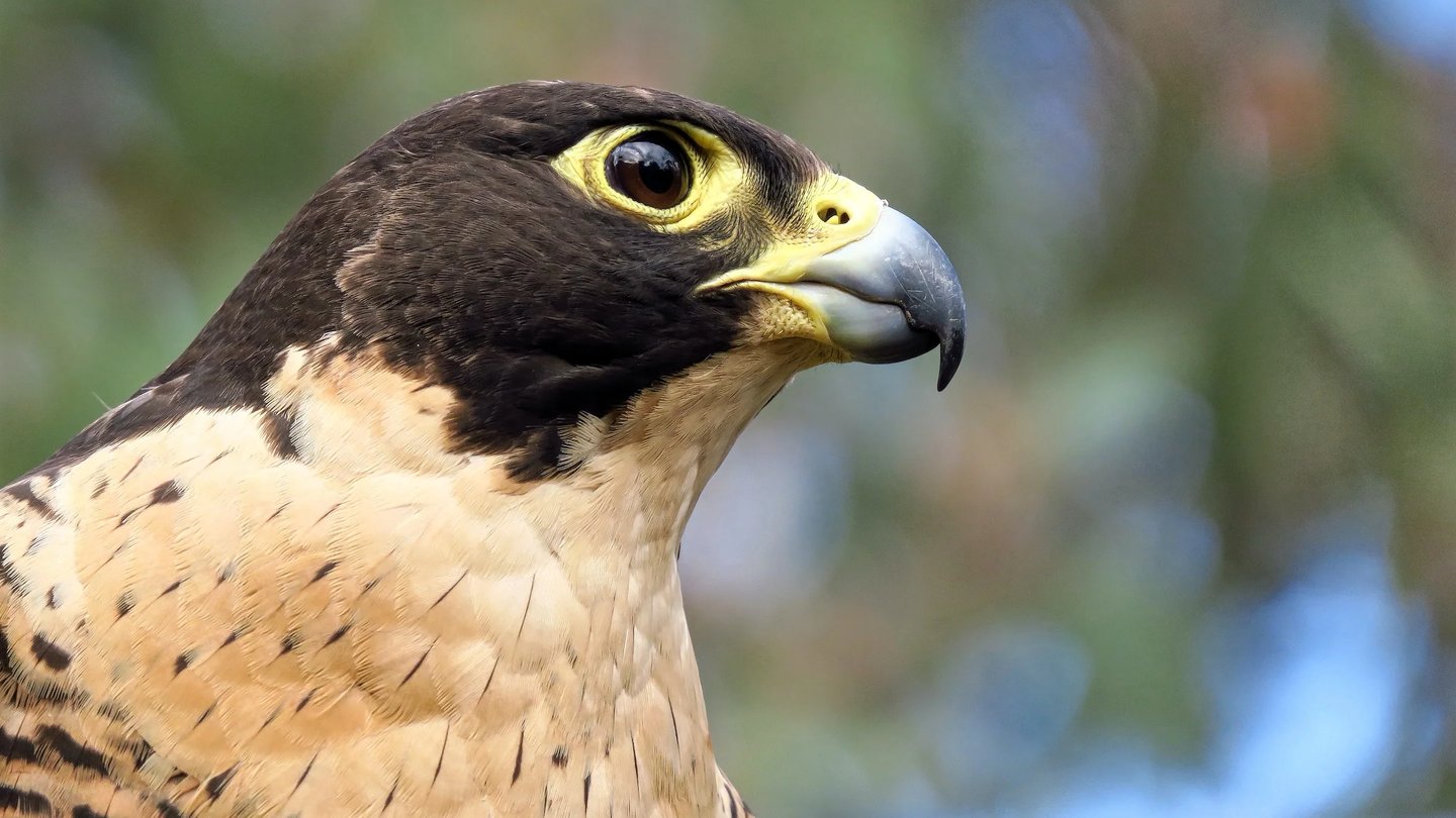 a bird of prey peregrine falcon