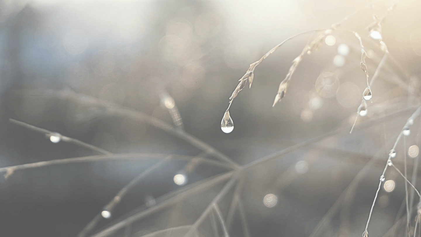 Macro of a clear water droplet hanging from a thin blade of grass, against soft golden bokeh.