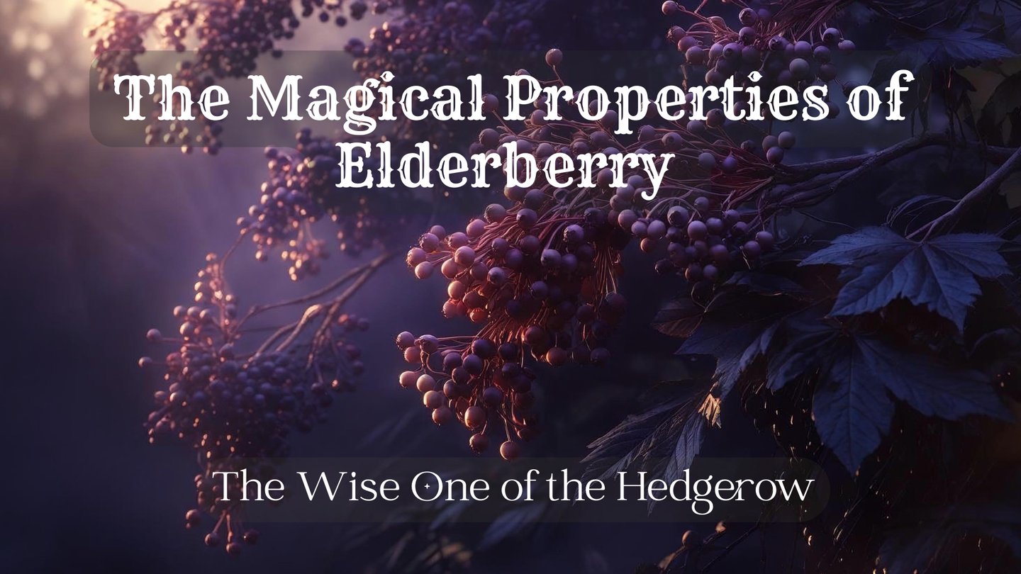 The Magical Properties of Elderberry — The Wise One of the Hedgerow