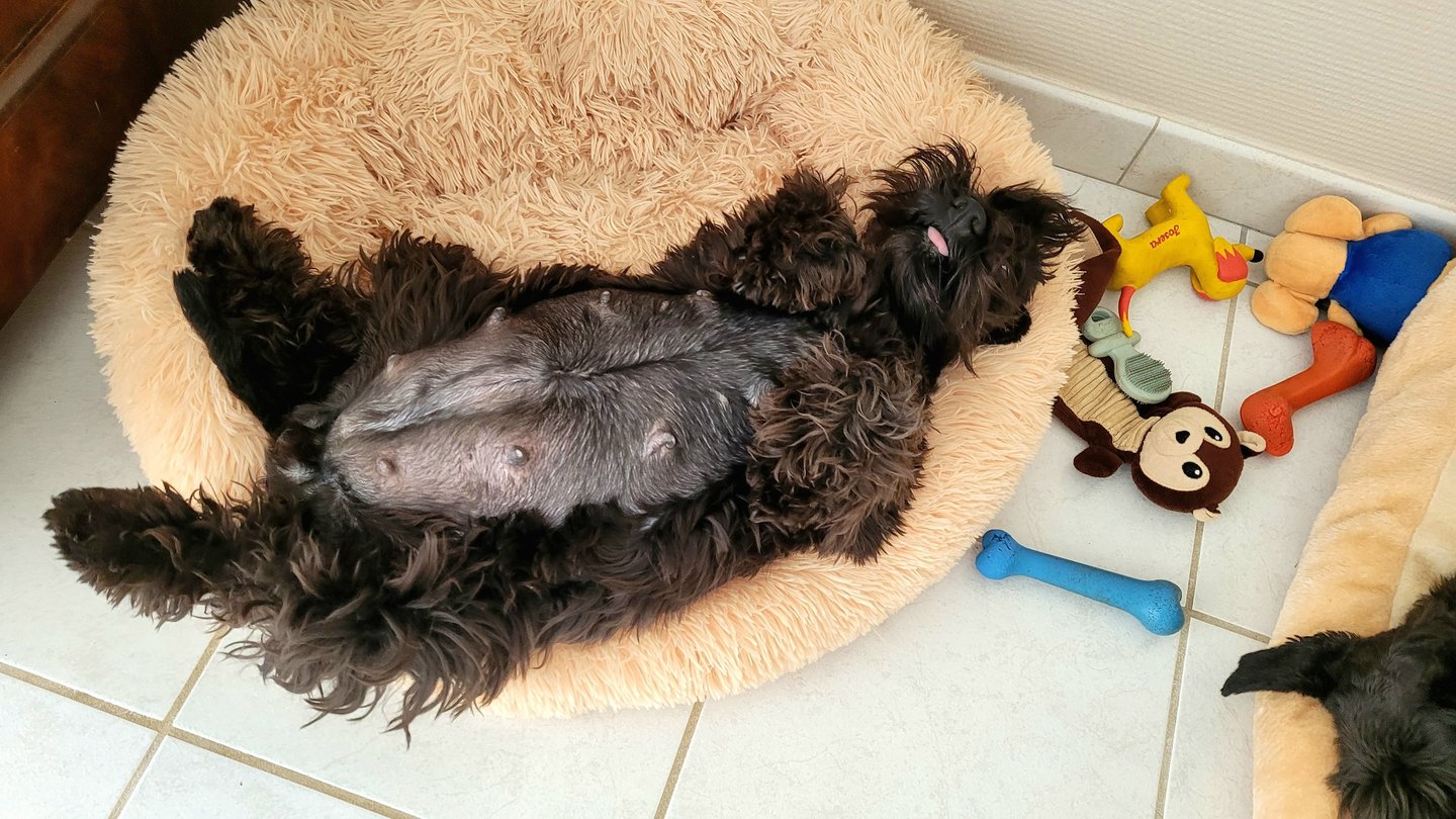 Schnauzer qui va avoir des chiots