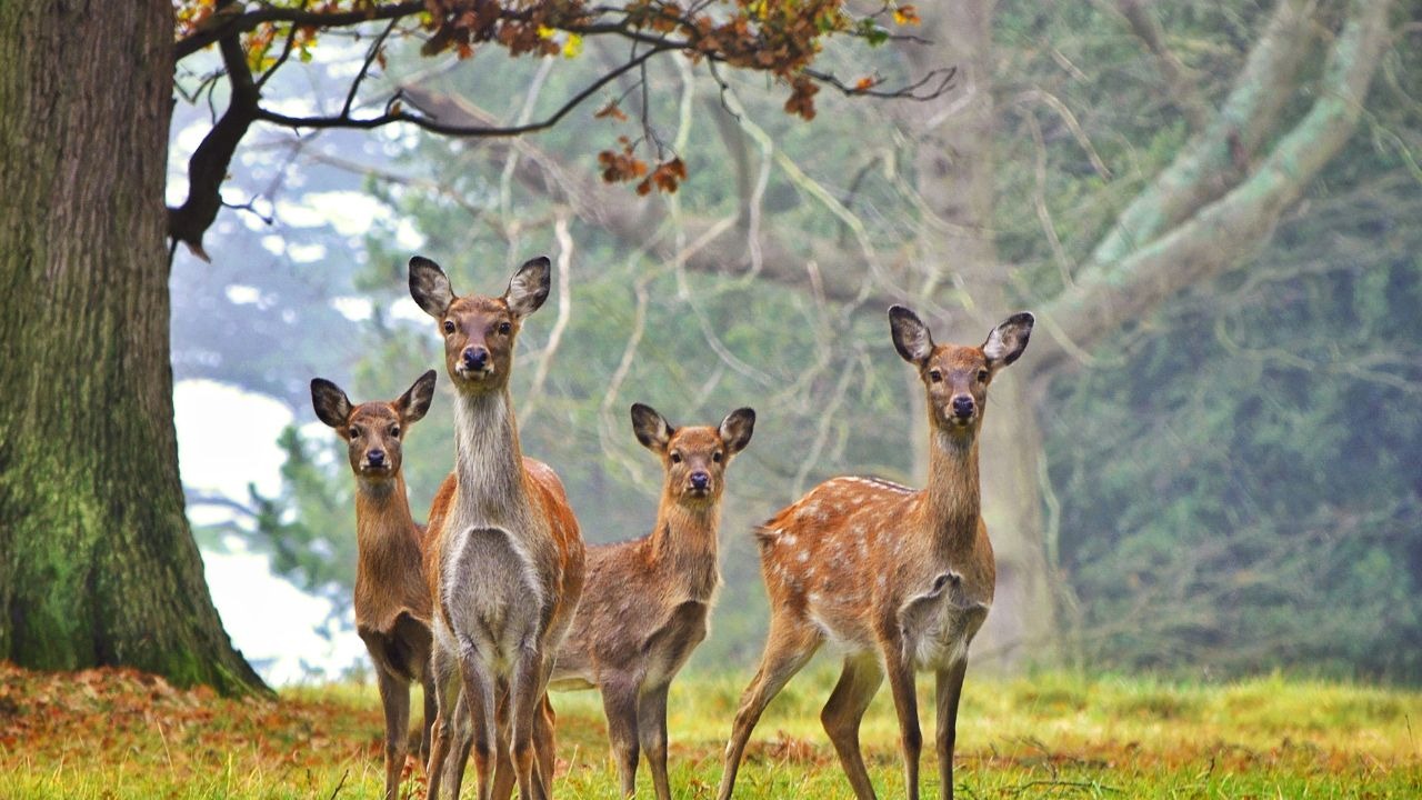 Herd of deer