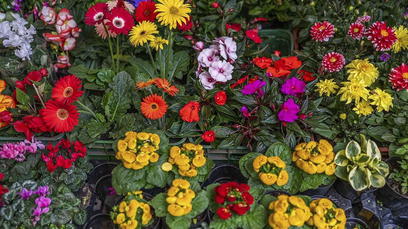 flores al por mayor eje cafetero