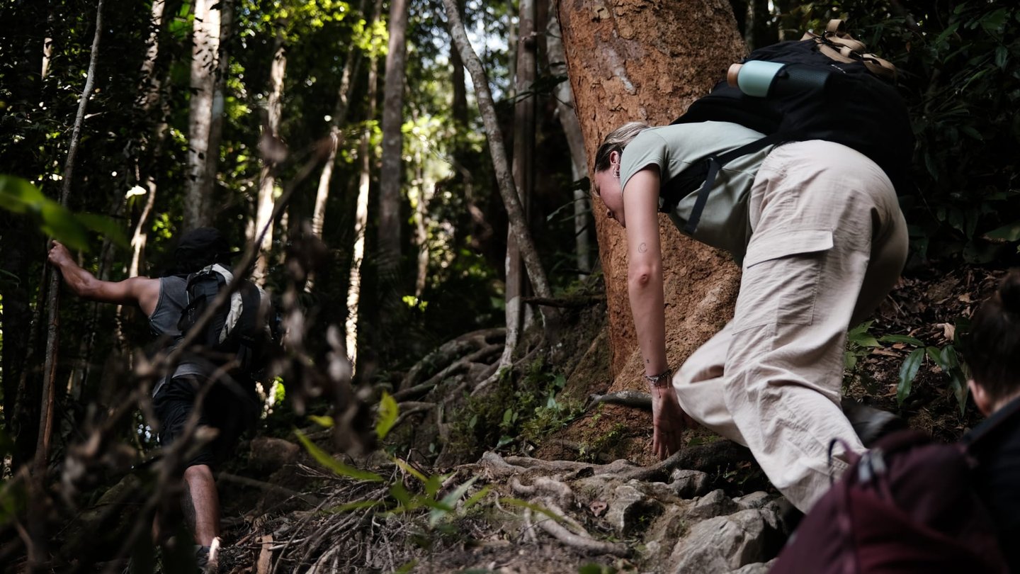 1 day orangutan jungle trek in bukit lawang