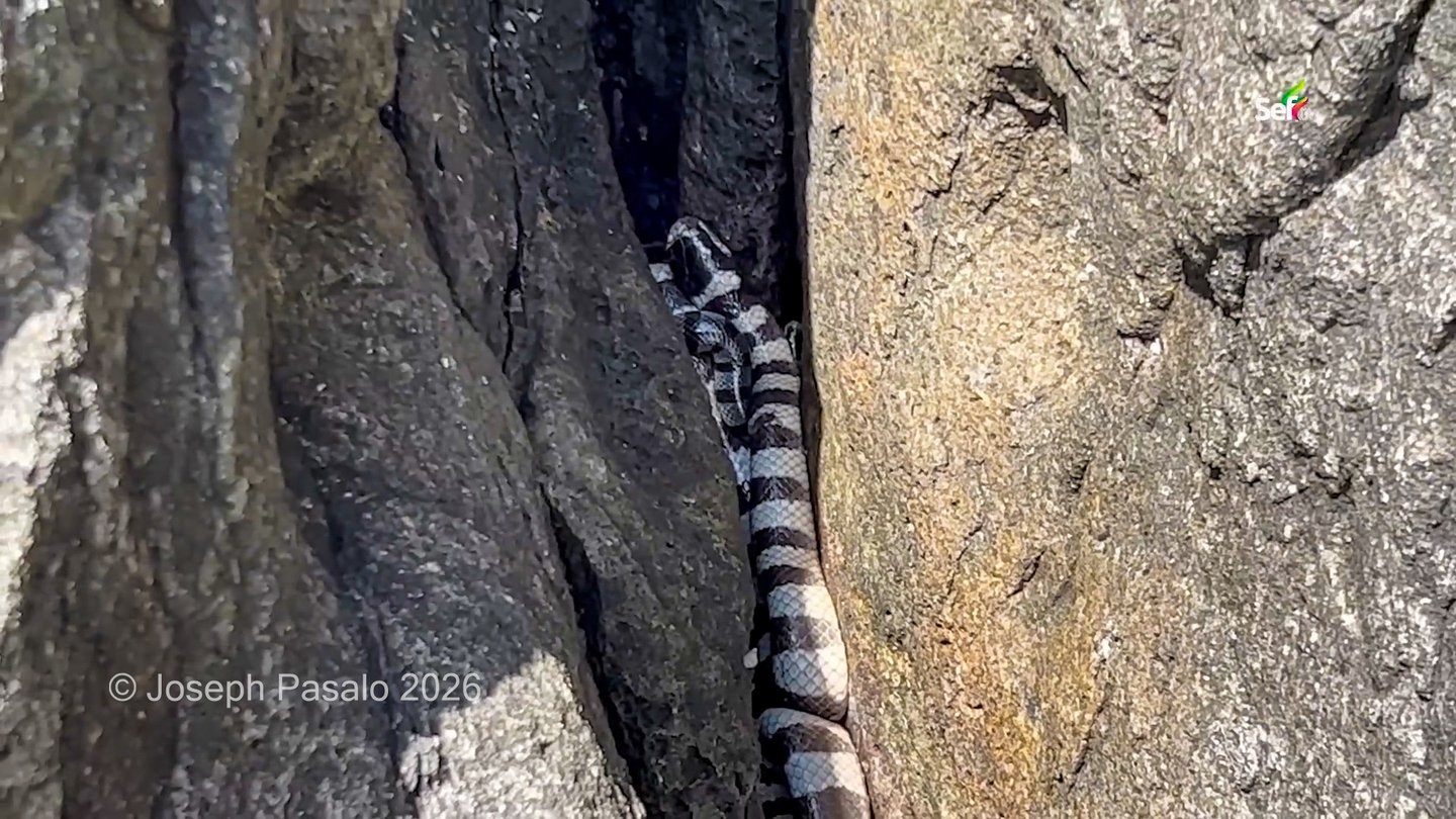 Walo-walo or sea snake in Philippines