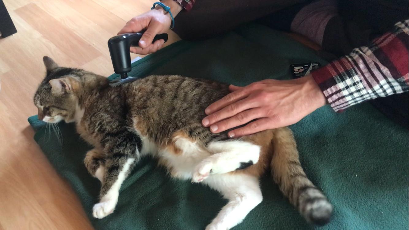 Katze bei der physiotherapie mit Novafon