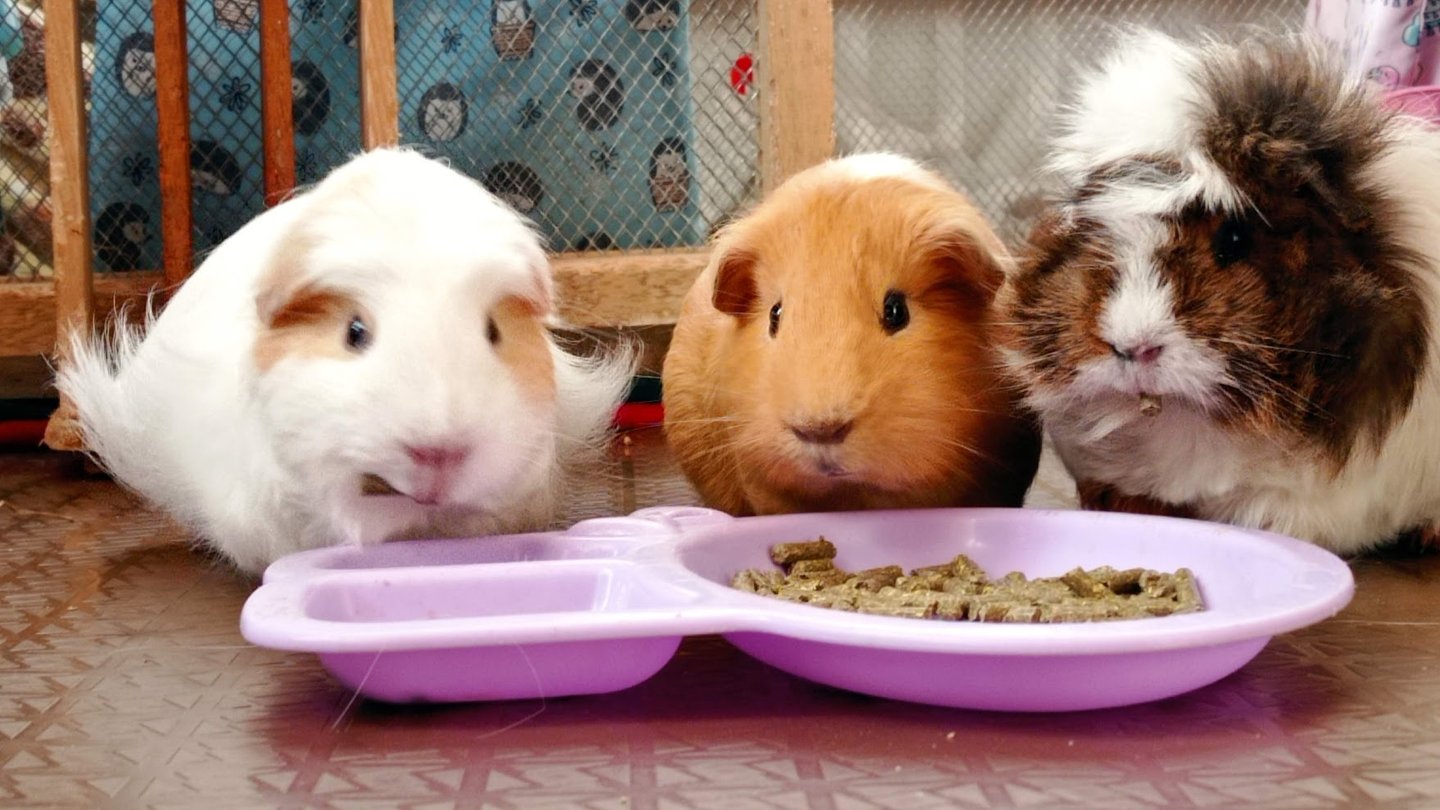 Cobayas comiendo pellets