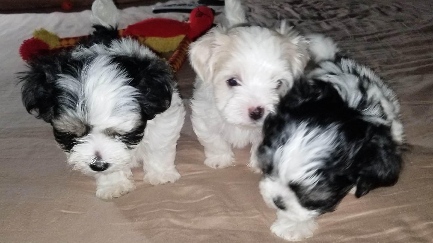 3 Beautiful hypoallergenic Mal-Shi Puppies in Houston Texas.