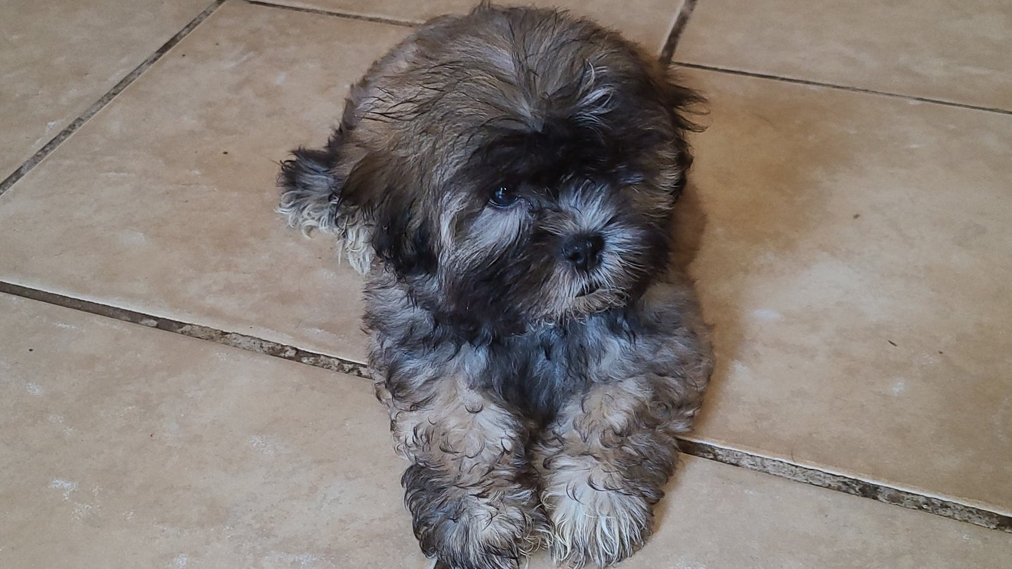 Brown Mal-Shi puppy on floor