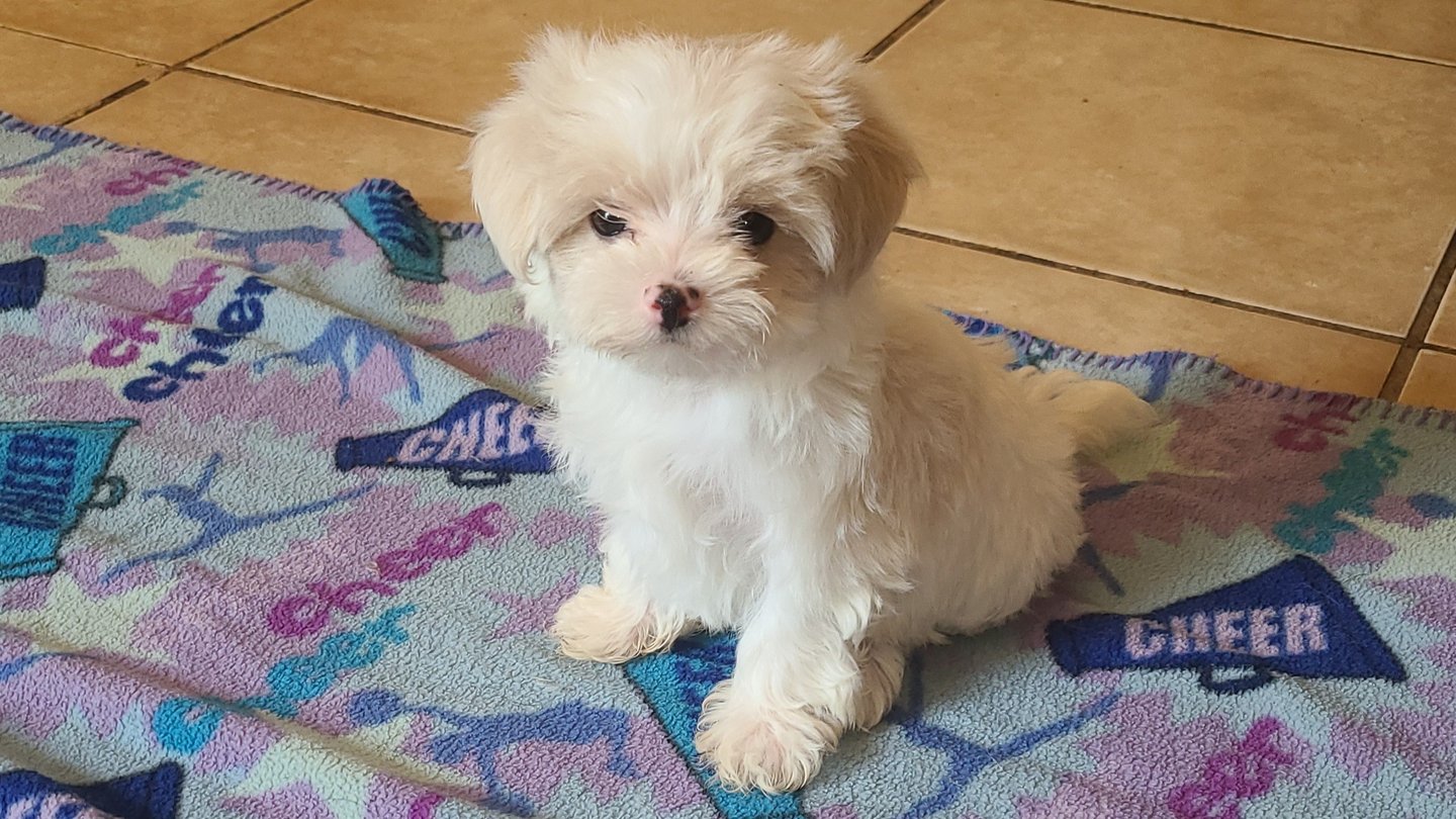 Shih Tzu Maltese MalShi Puppy on blanket in Florida.