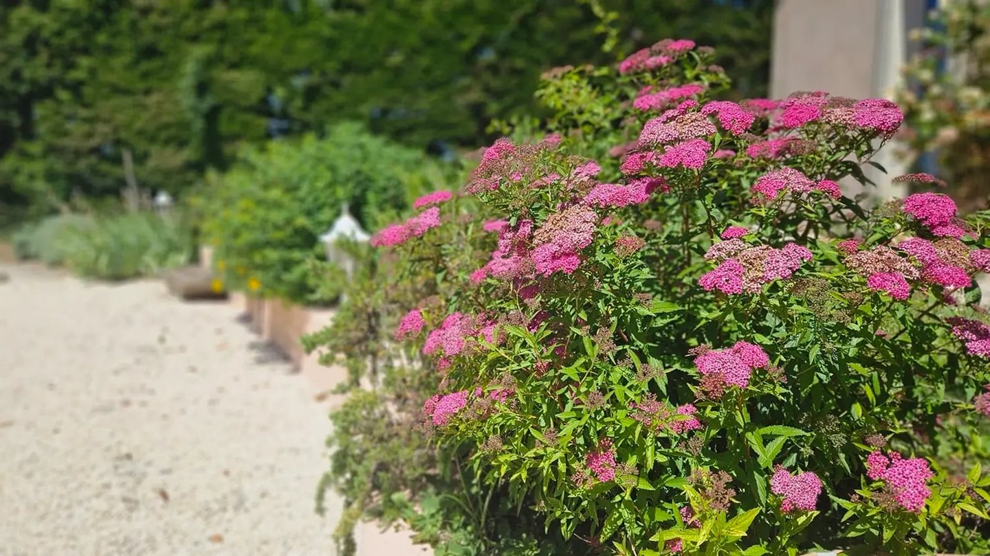 fleur de jardin rose