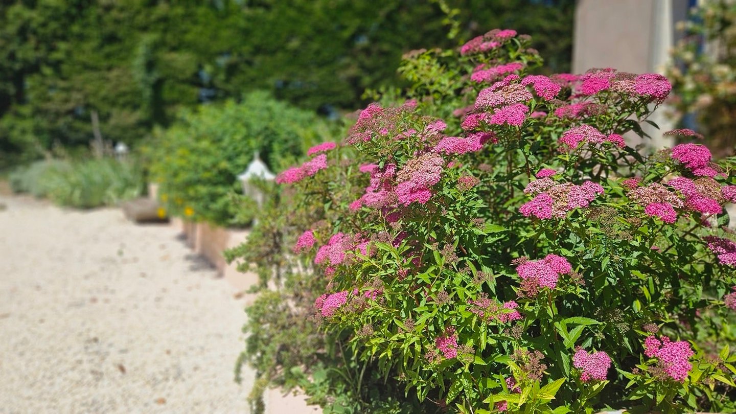 fleur de jardin rose