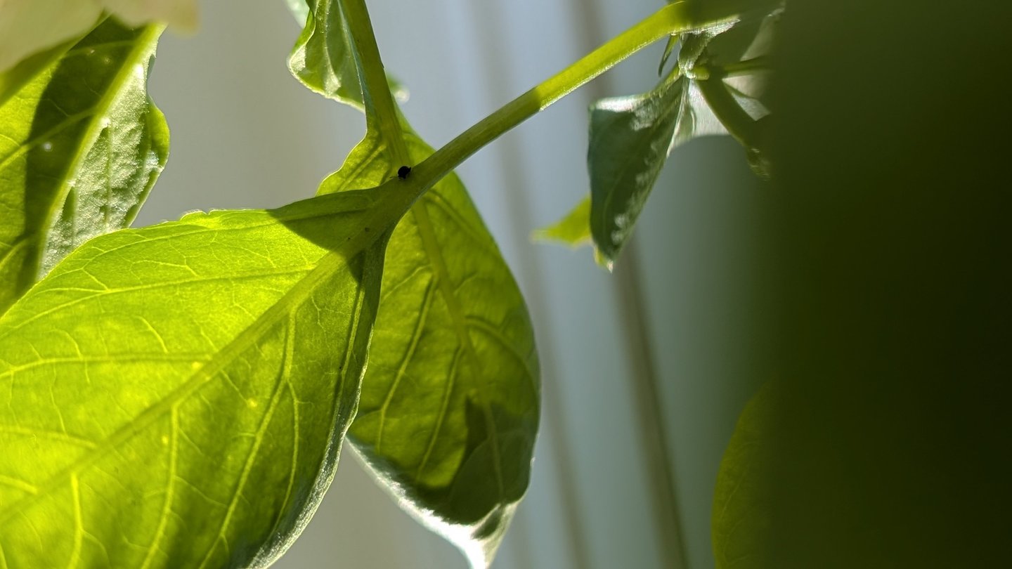 pepper plant in growth process, with sunlight filtering through peacefully
