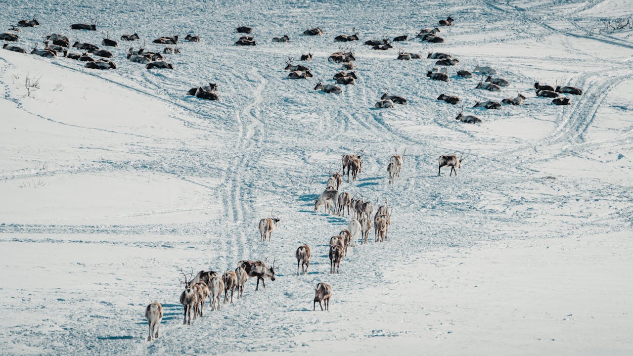 Survival of the Smartest: How Animals Are Adapting to Climate Change in Extraordinary Ways