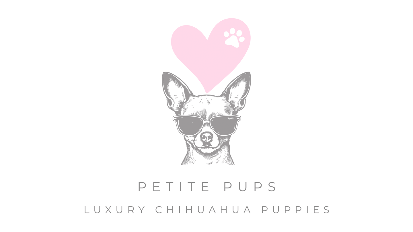 Petite Pups | Luxury Chihuahua Puppies For Sale in New York | PetitePups.com