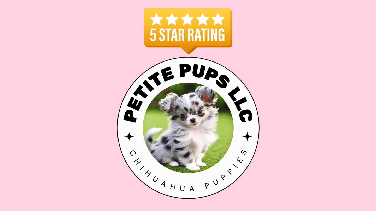 Petite Pups - Merle Chihuahua Puppies For Sale
