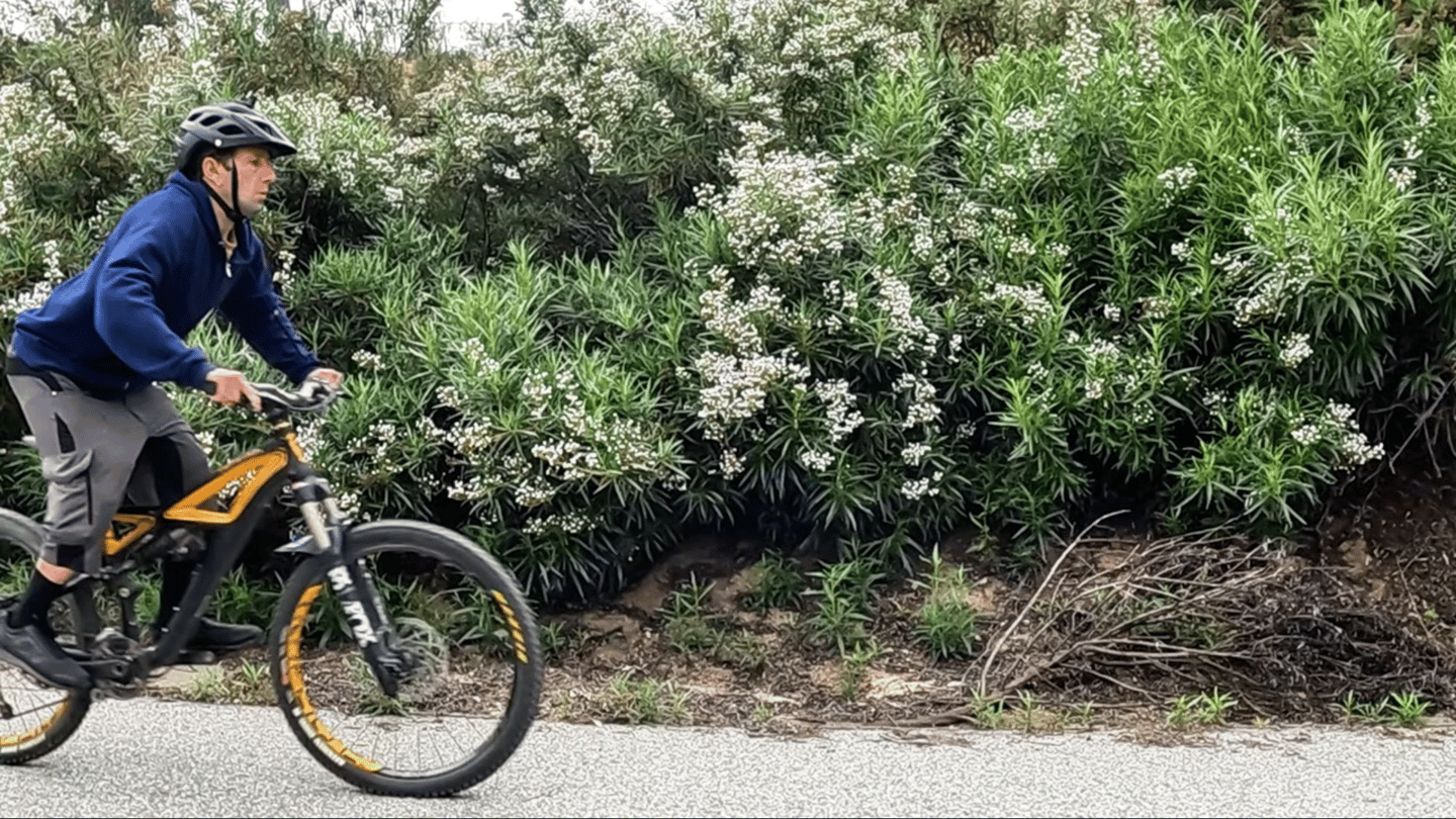 Mountain biker preloading to start a seated manual or coaster wheelie