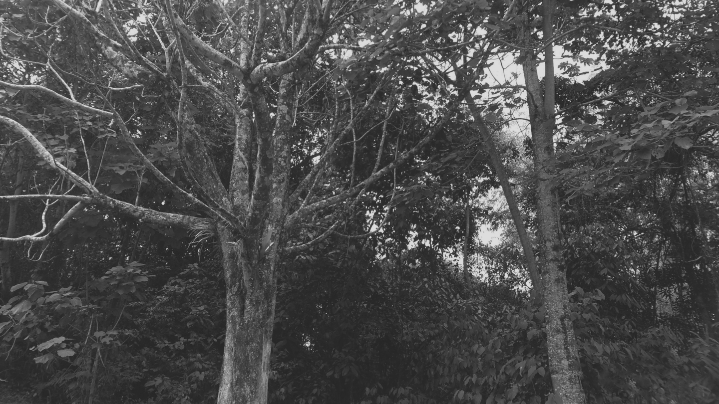 Bosque denso con árboles de troncos texturizados, en blanco y negro.