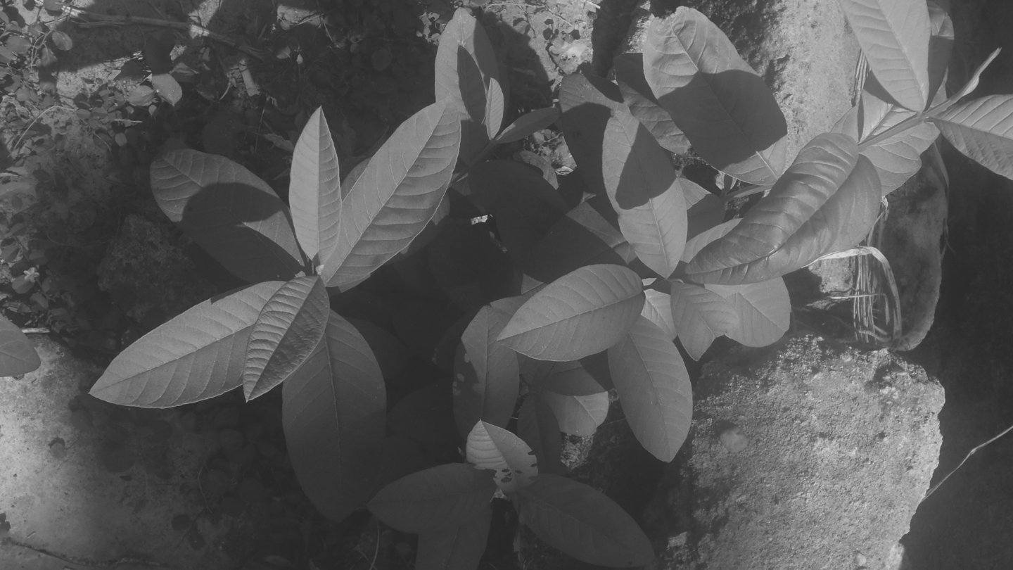 Hojas de planta joven en blanco y negro entre rocas. Fotografía de naturaleza.