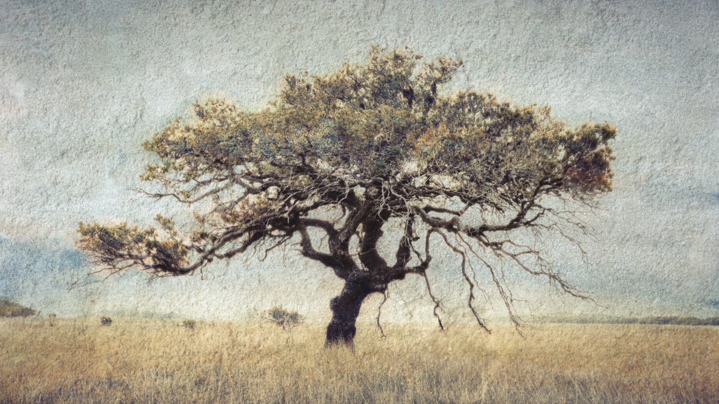 Artistic photograph of a solitary African tree in open veld with textured overlay, blending nature and fine art photography