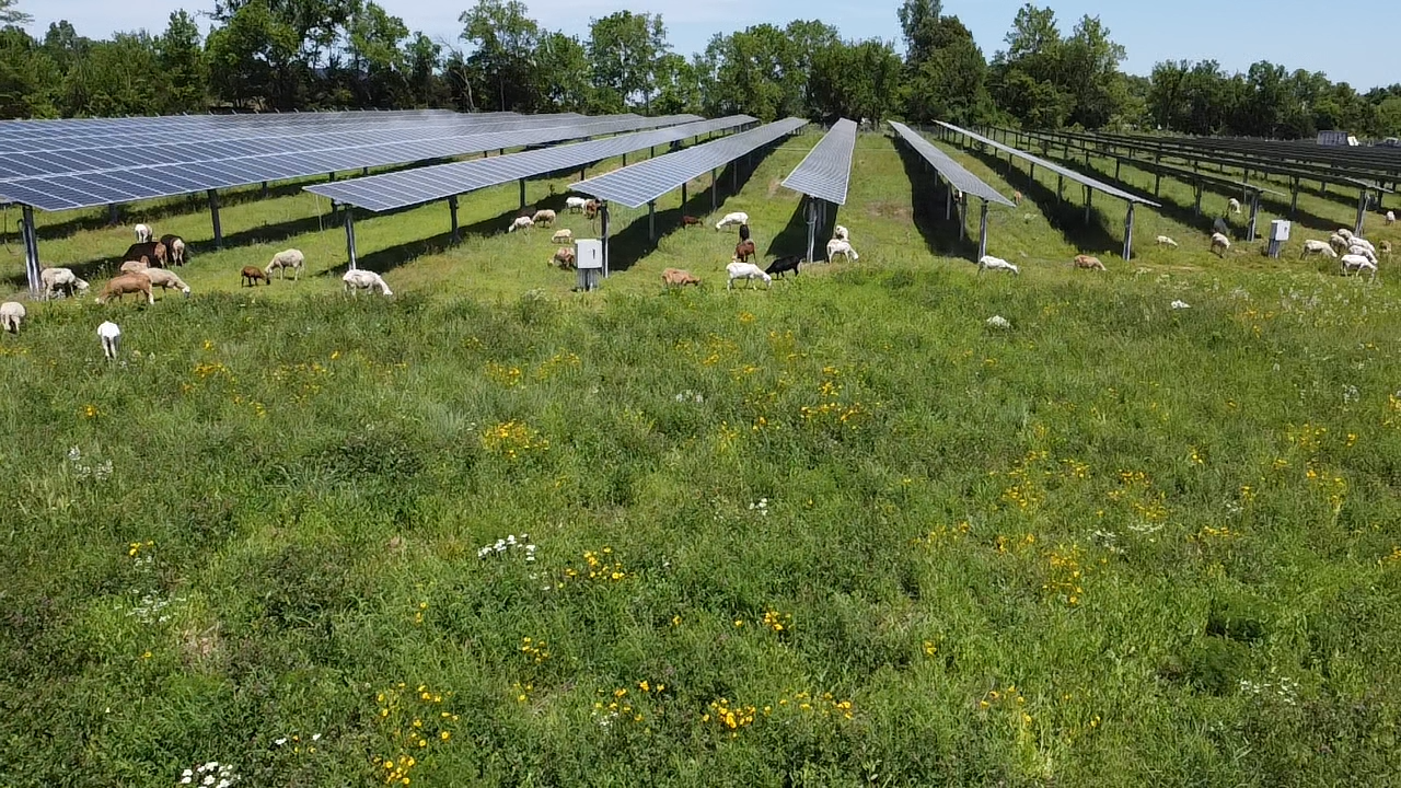 flock of sheep grazing under solar panels