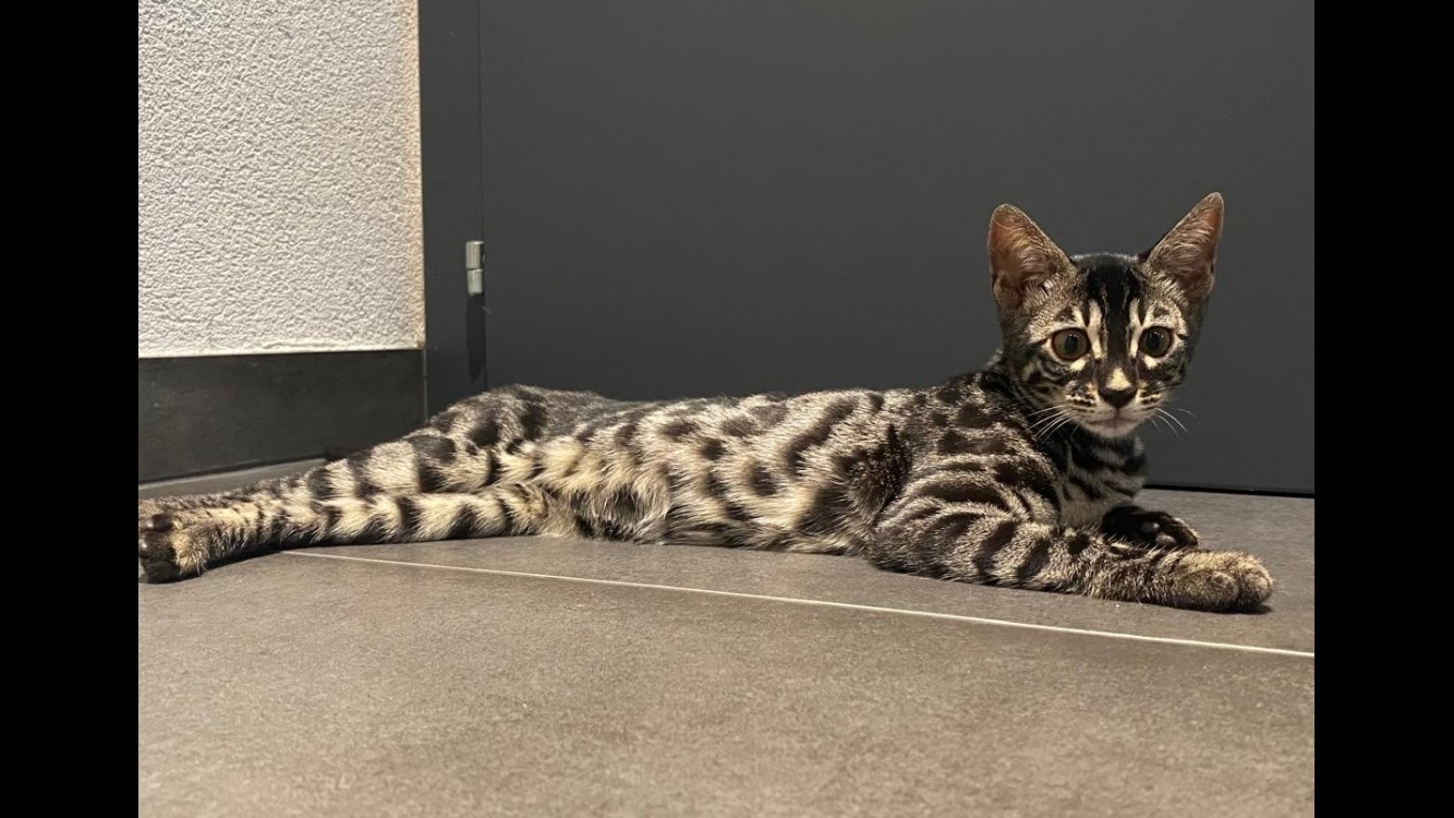 Chat Bengal silver charcoal tabby allongée sur toute sa longueur – élevage Cocoro