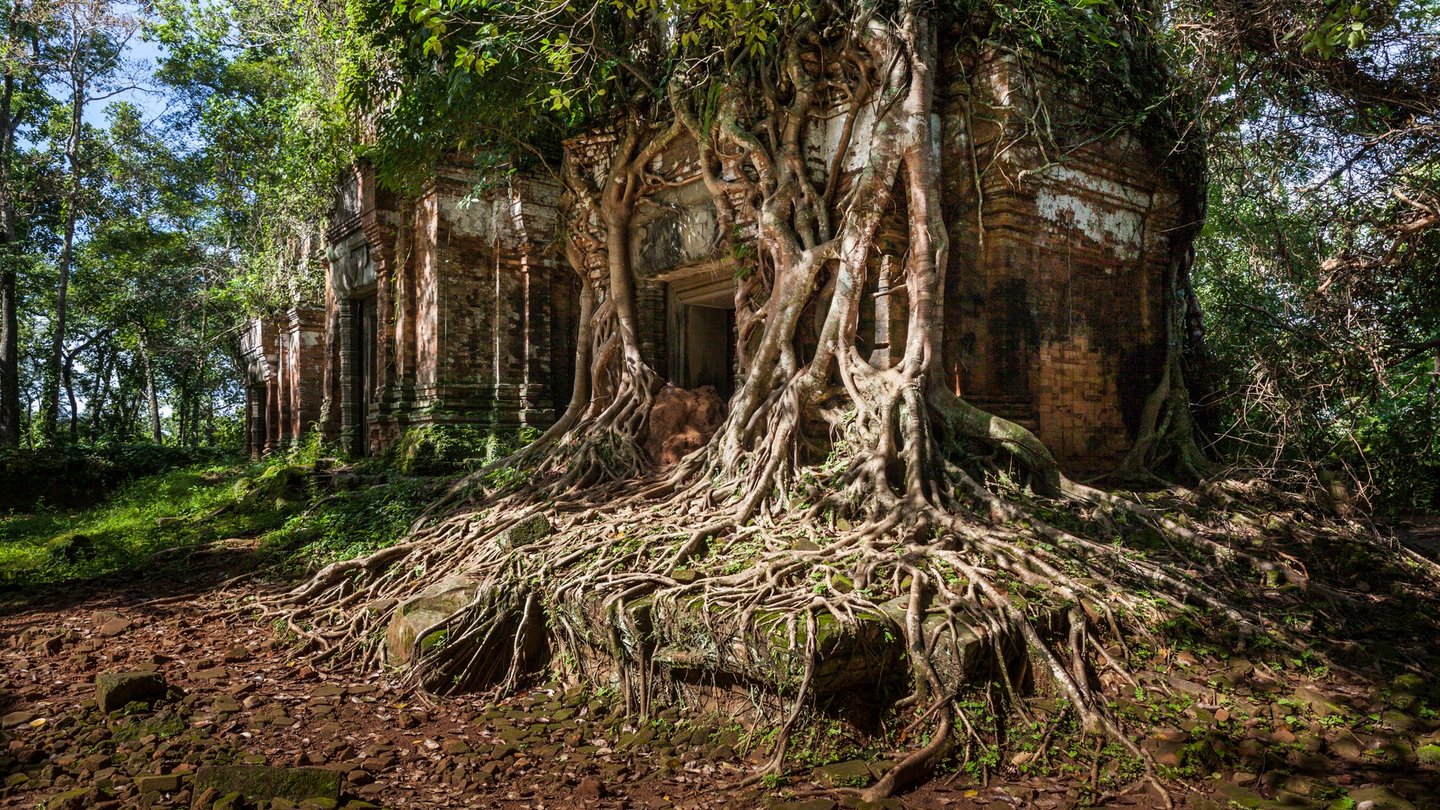 Roots in Koh Ker temples. Cambodia