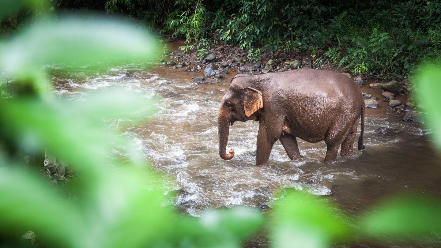 Mondulkiri Elephants. Cambodia