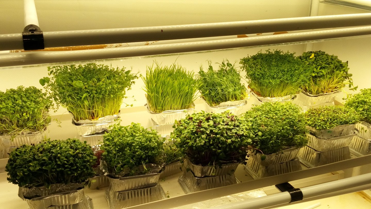 a picture of Early Greens microgreens grow room 