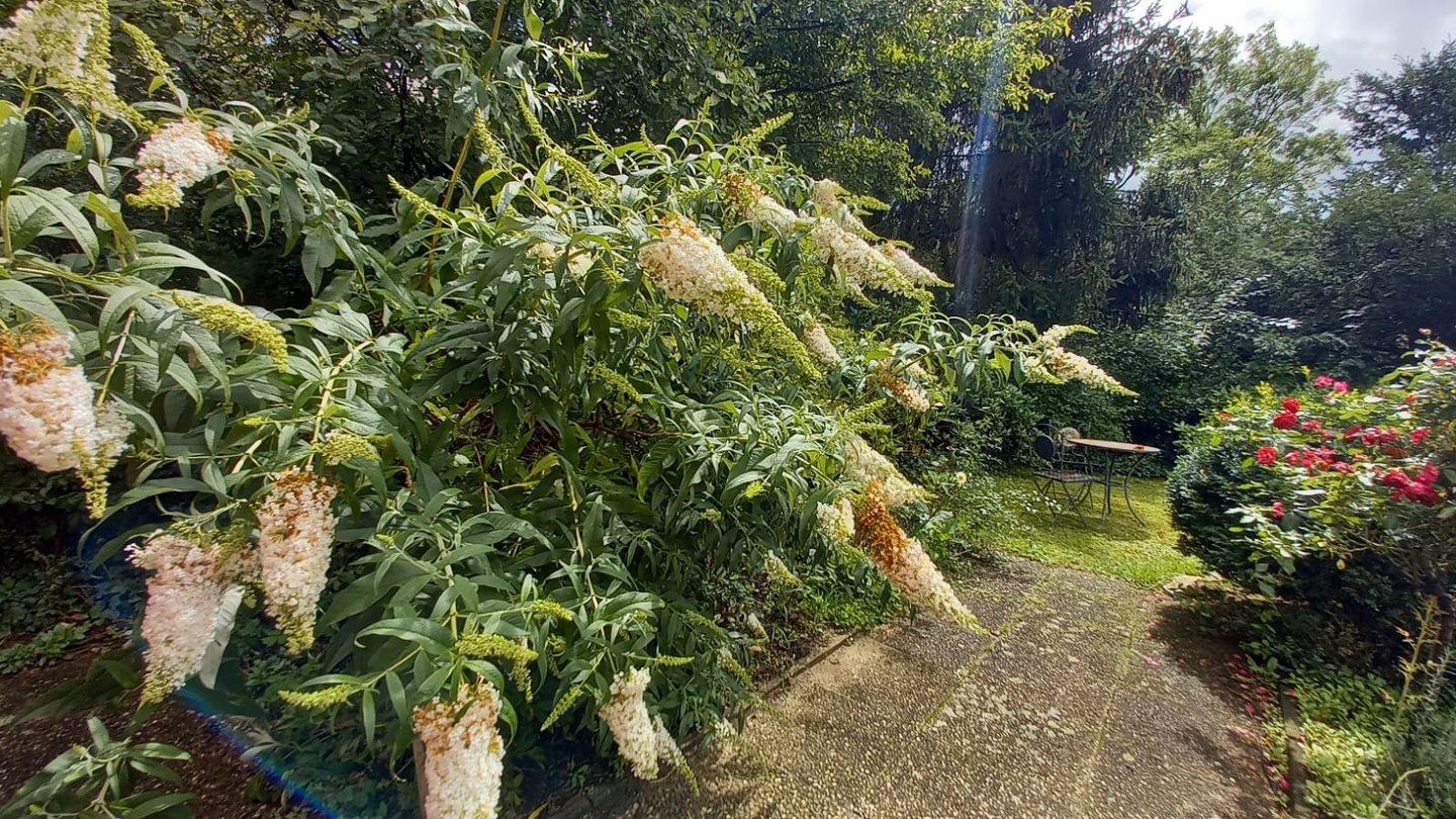 big Butterfly bushes with white flowers in a garden