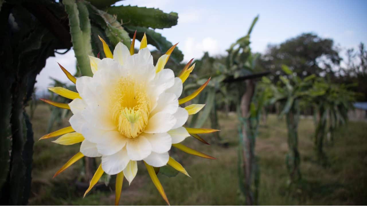 a white and yellow dragonfruit flower