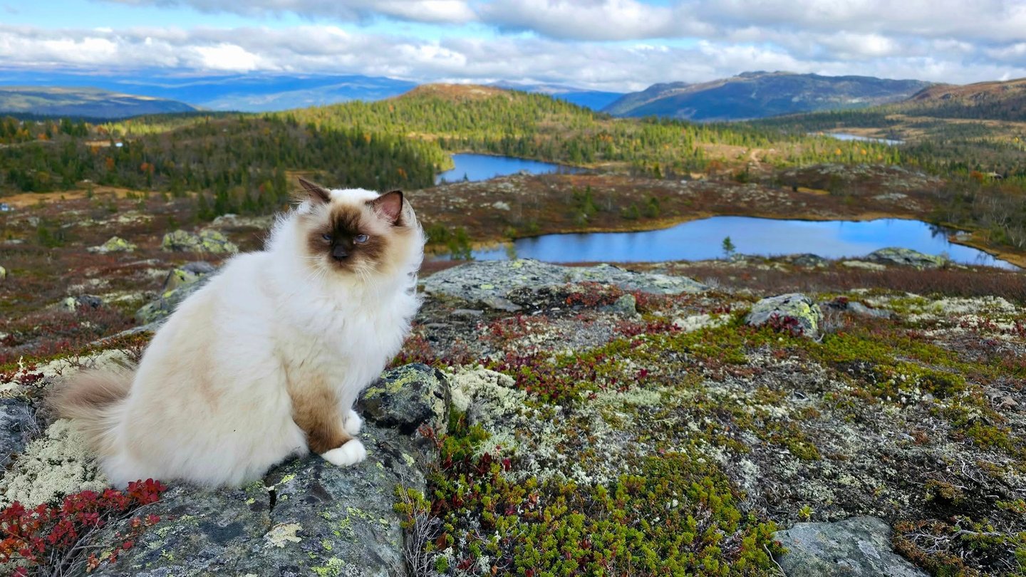 Sjokolademasket Hellig Birma | Supreme Premier Sofus Armani