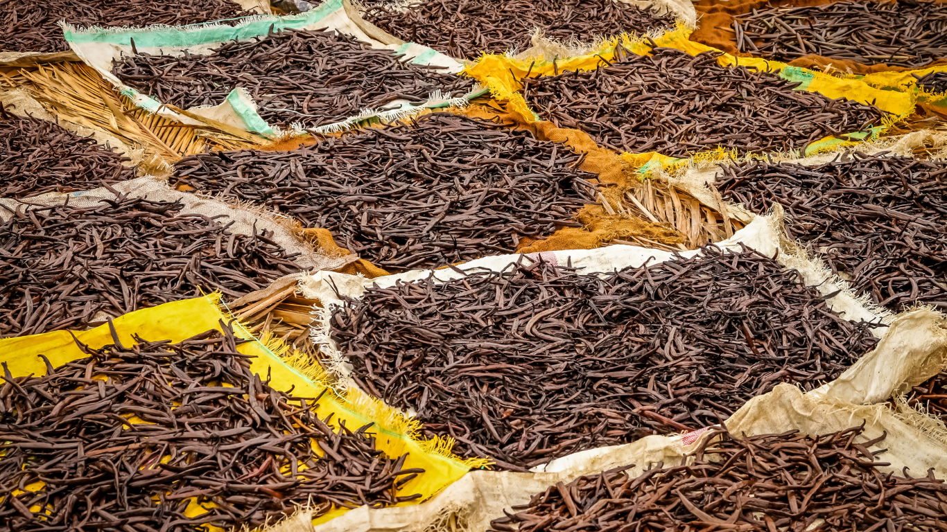 photo qui représente le séchage de la vanille 