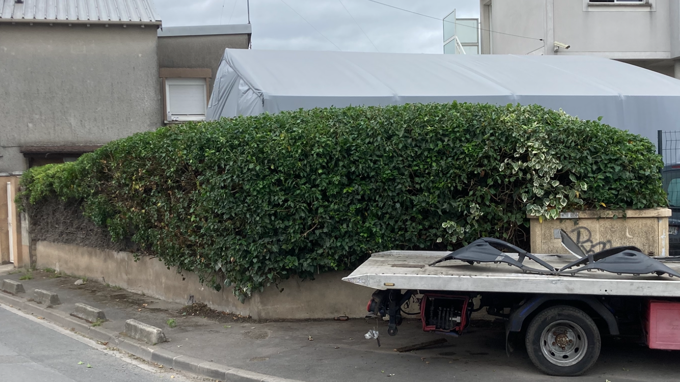 Taille de haies à Soisy-sur-Seine et aux alentours