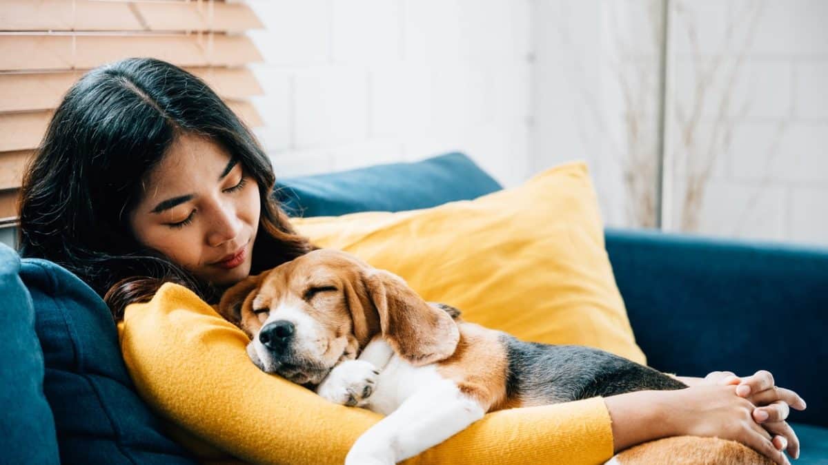 calm dog sleeping in its owners arms