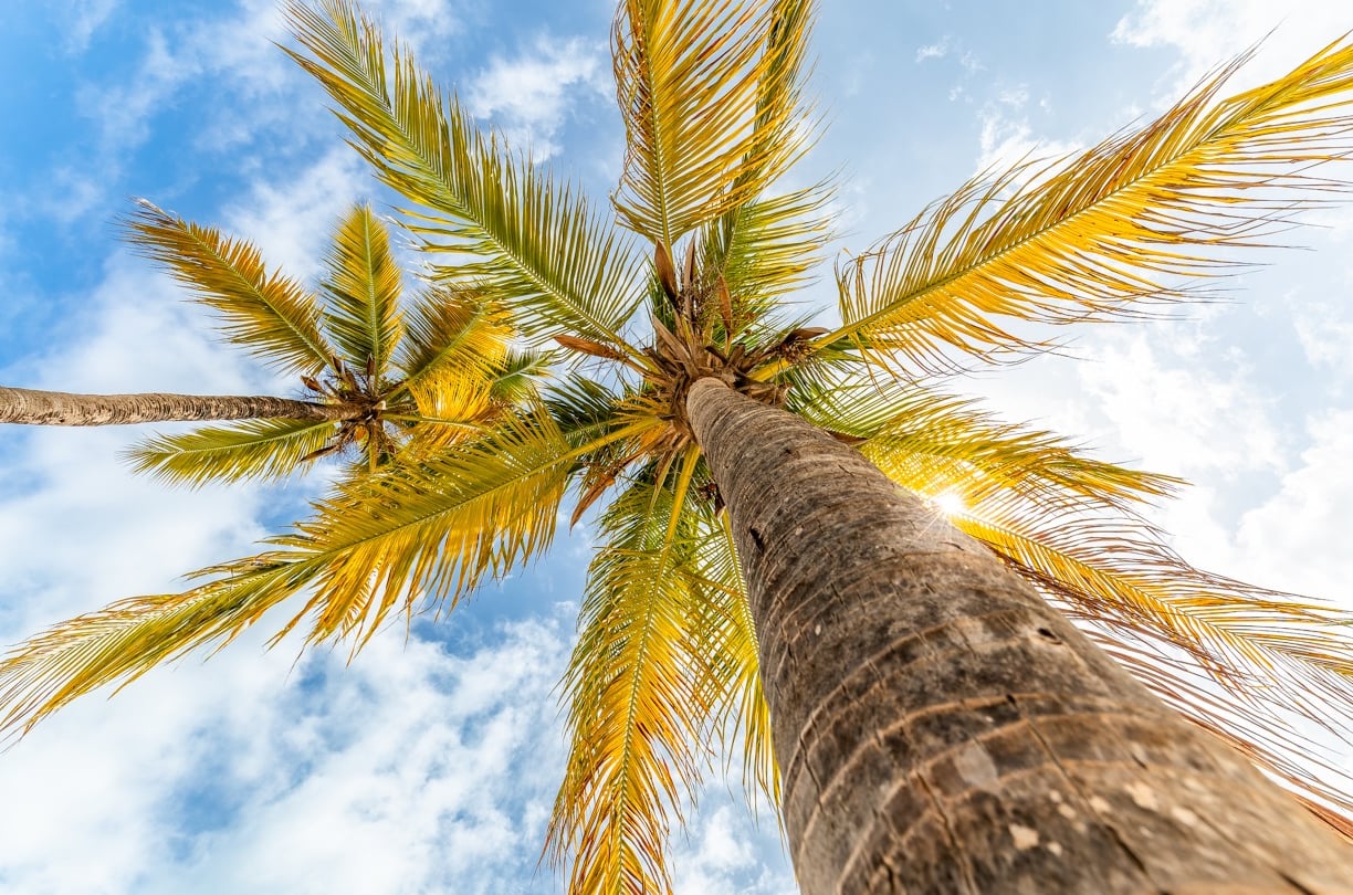 a palm tree with a blue sky and clouds in Zanzibar