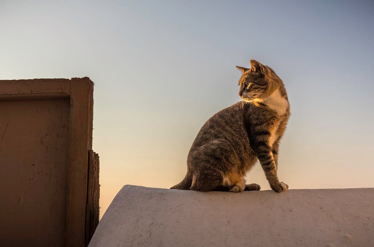 a cat sitting on a ledge of a building