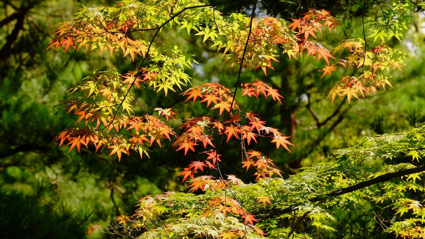 a tree with red leaves on it