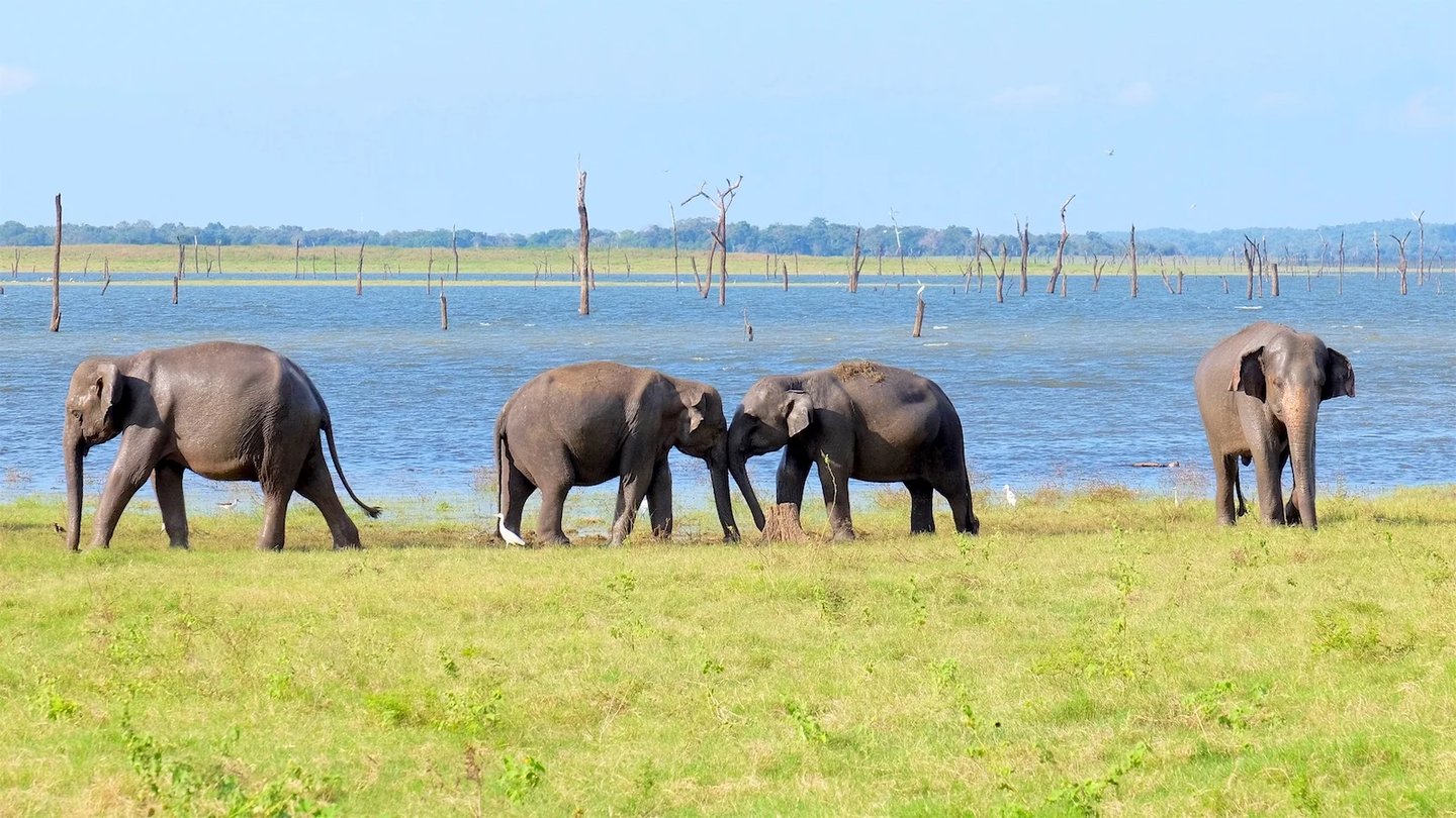 a herd of elephants walking across a grassy field