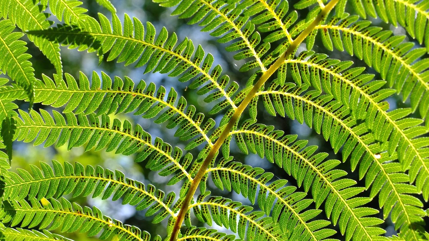 a green fern leaf