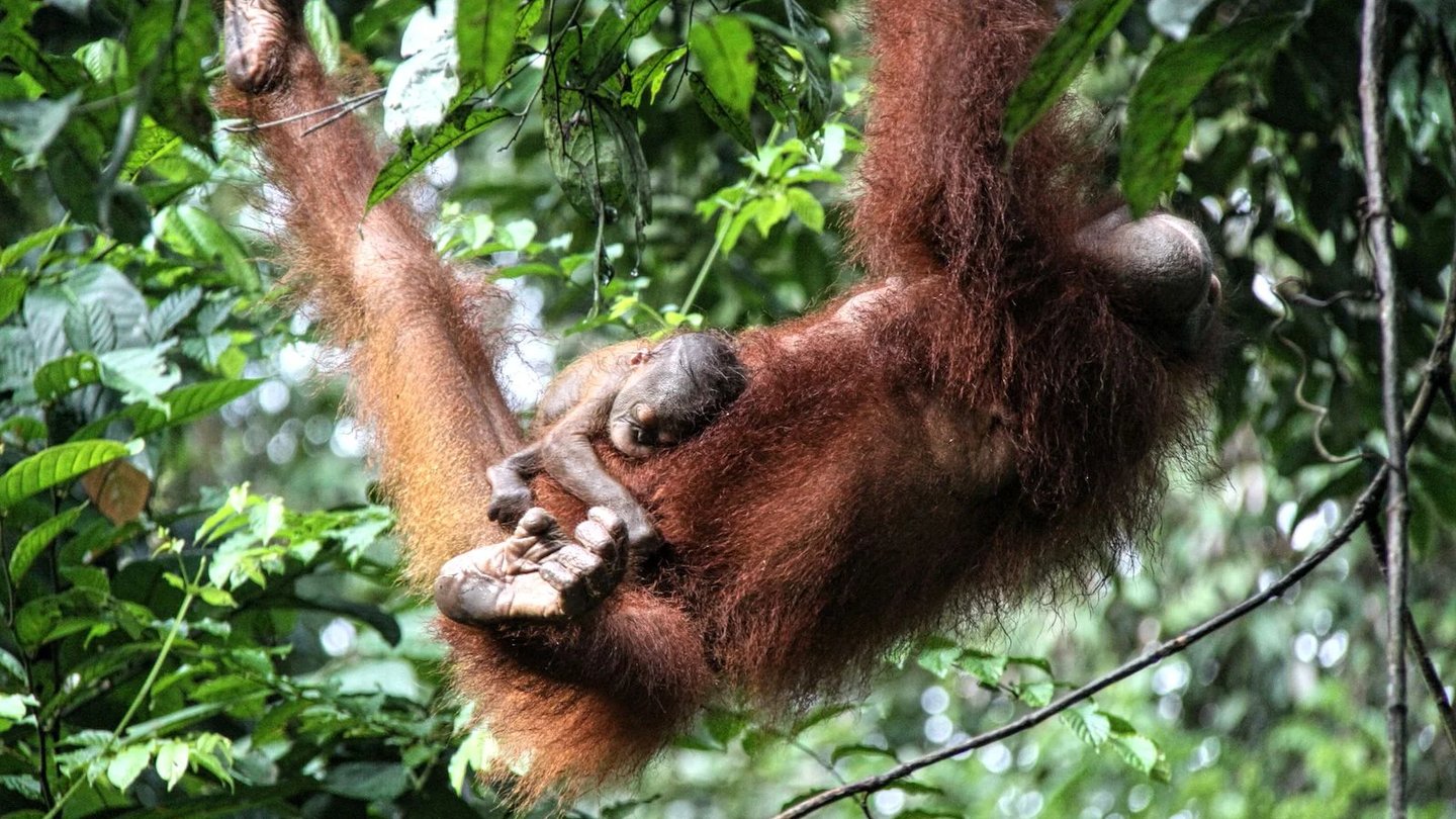 a baby oranguela hanging on its mother