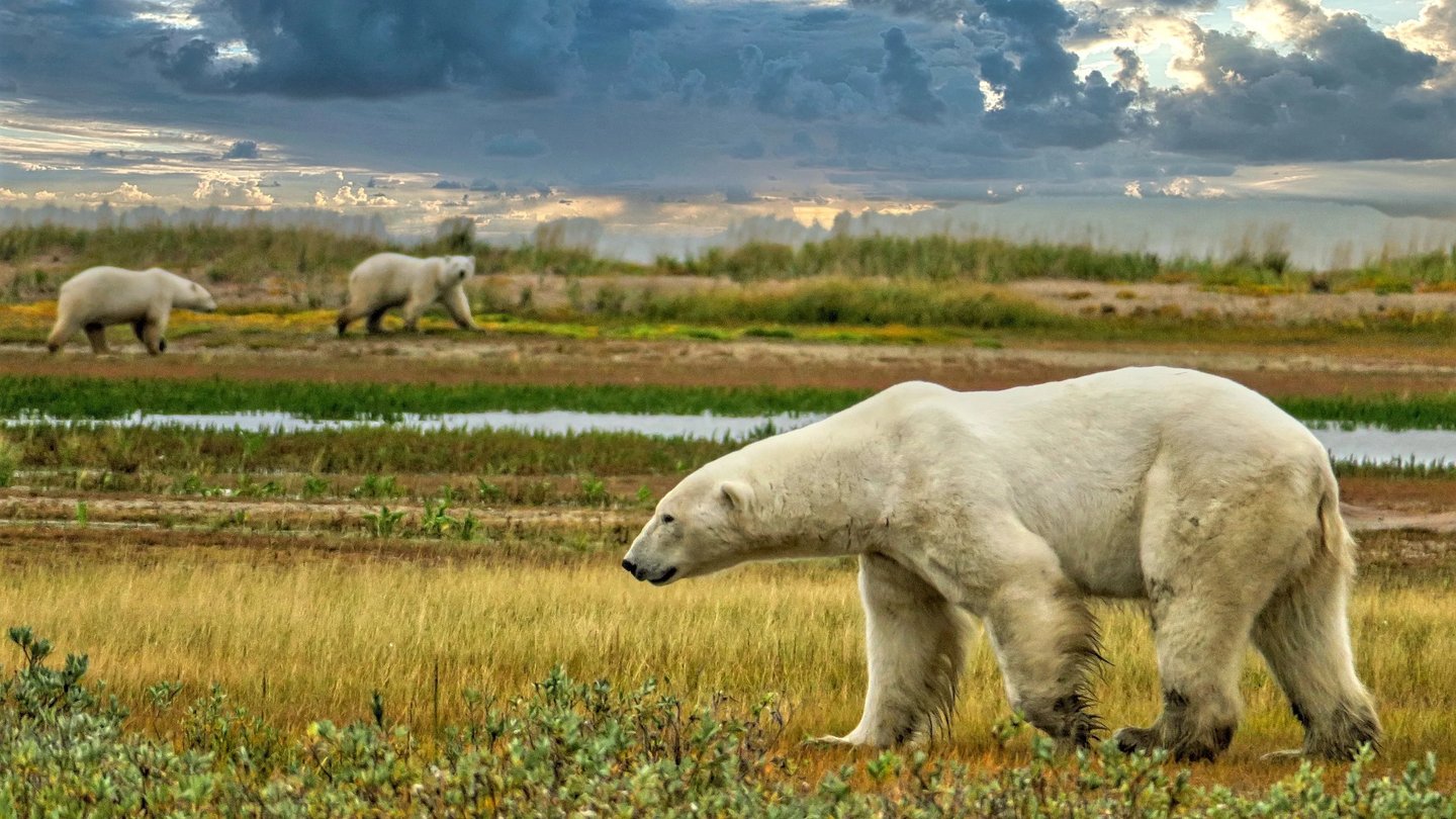 a polar bear walking through a field 