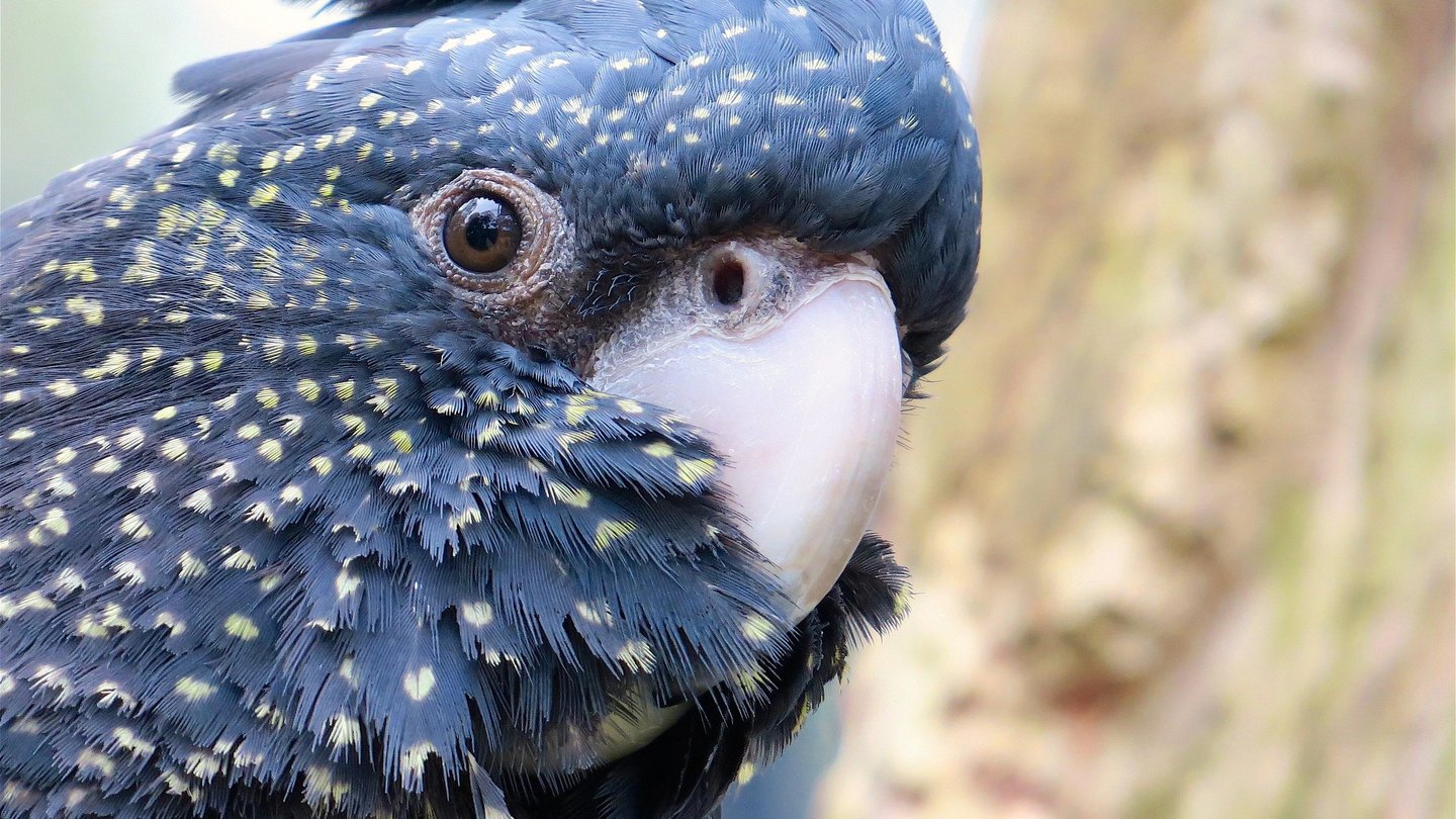 a female red-tailed black cockatoo
