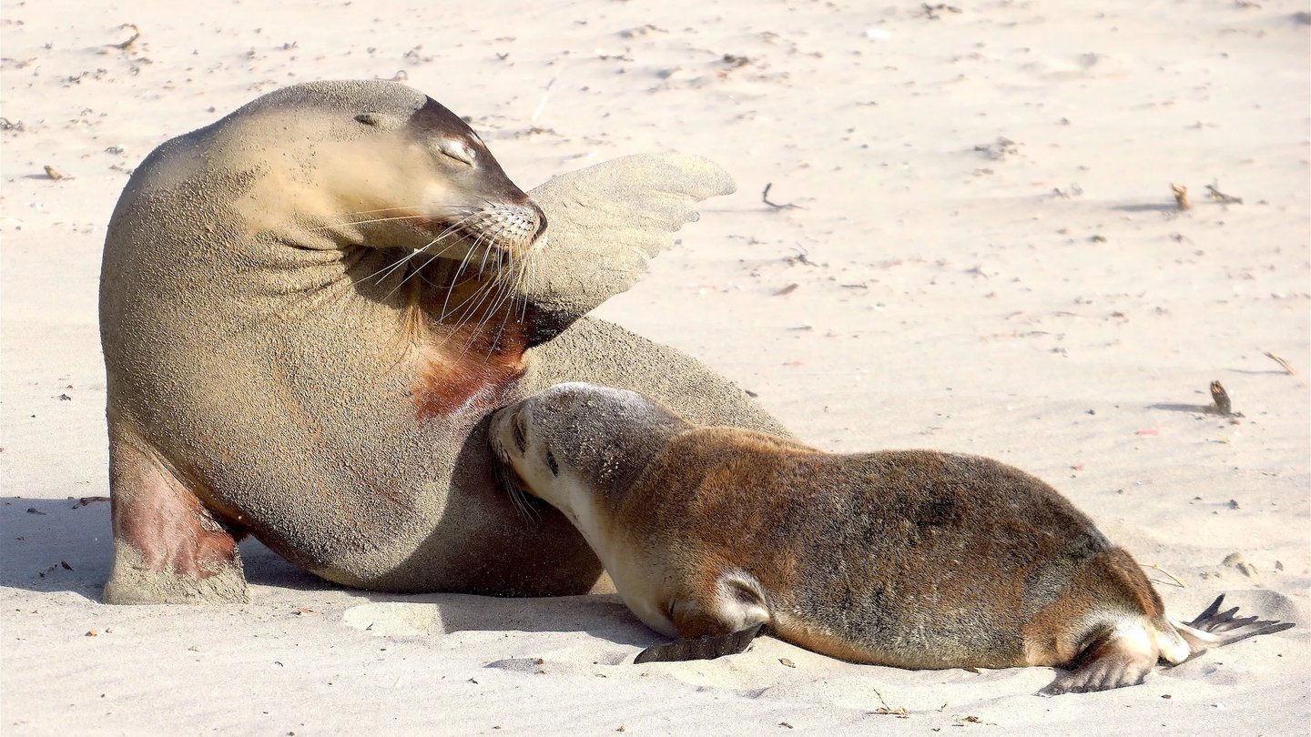 a sealion and a baby sealion feeding