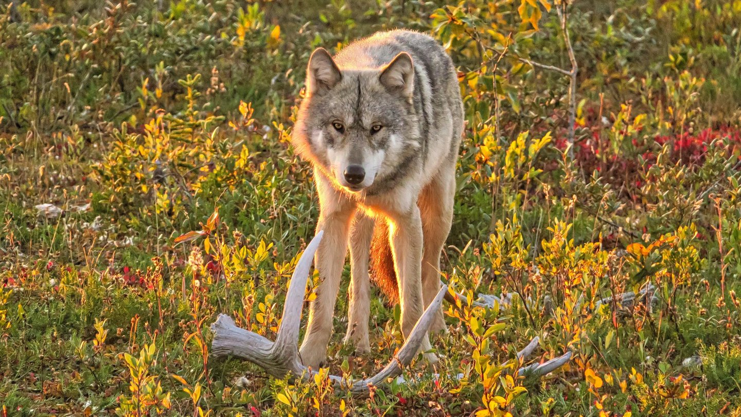 a wolf in the wild with antlers