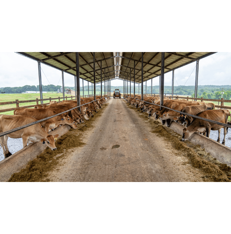 livestock census