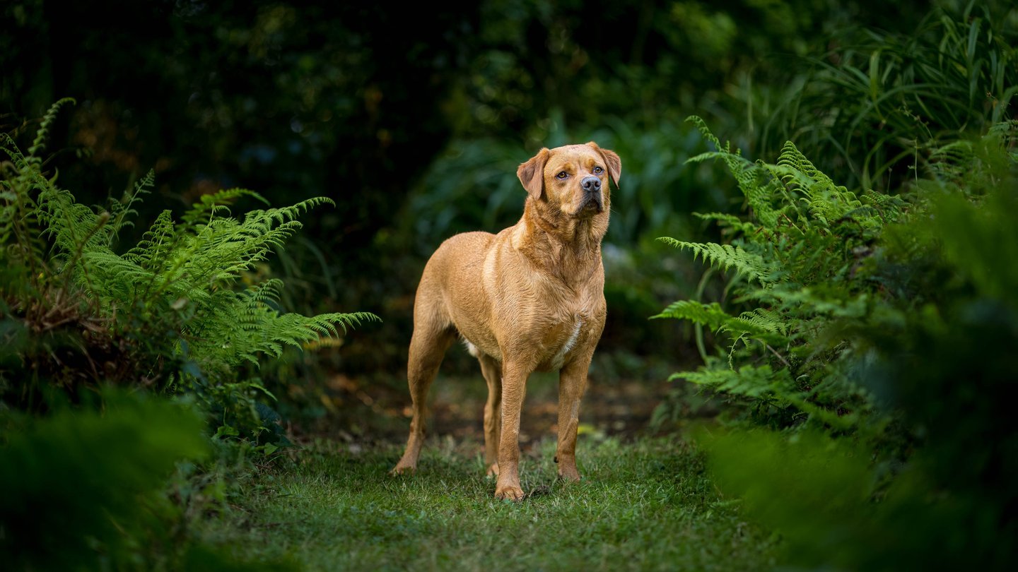 LokiPawtraits - a dog standing in the grass with ferns
