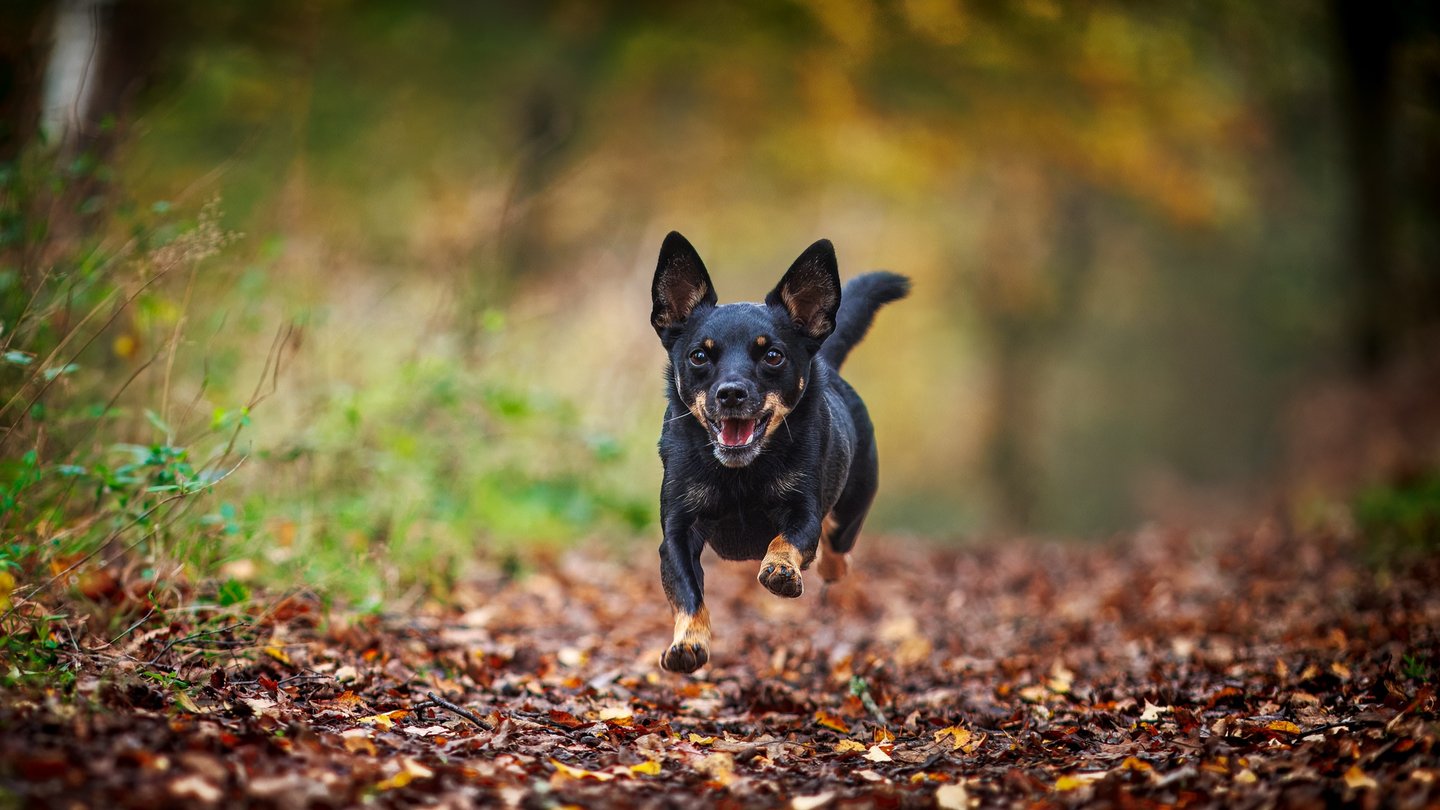 Terrier Dog Running Though Autumn Woodland Scene