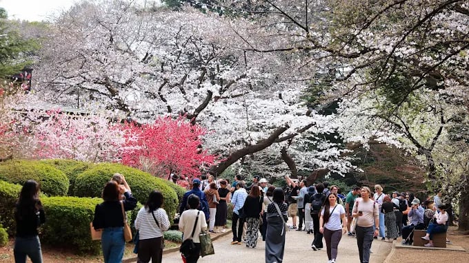 Pink cherry blossom trees in full bloom at Tokyo park during hanami season