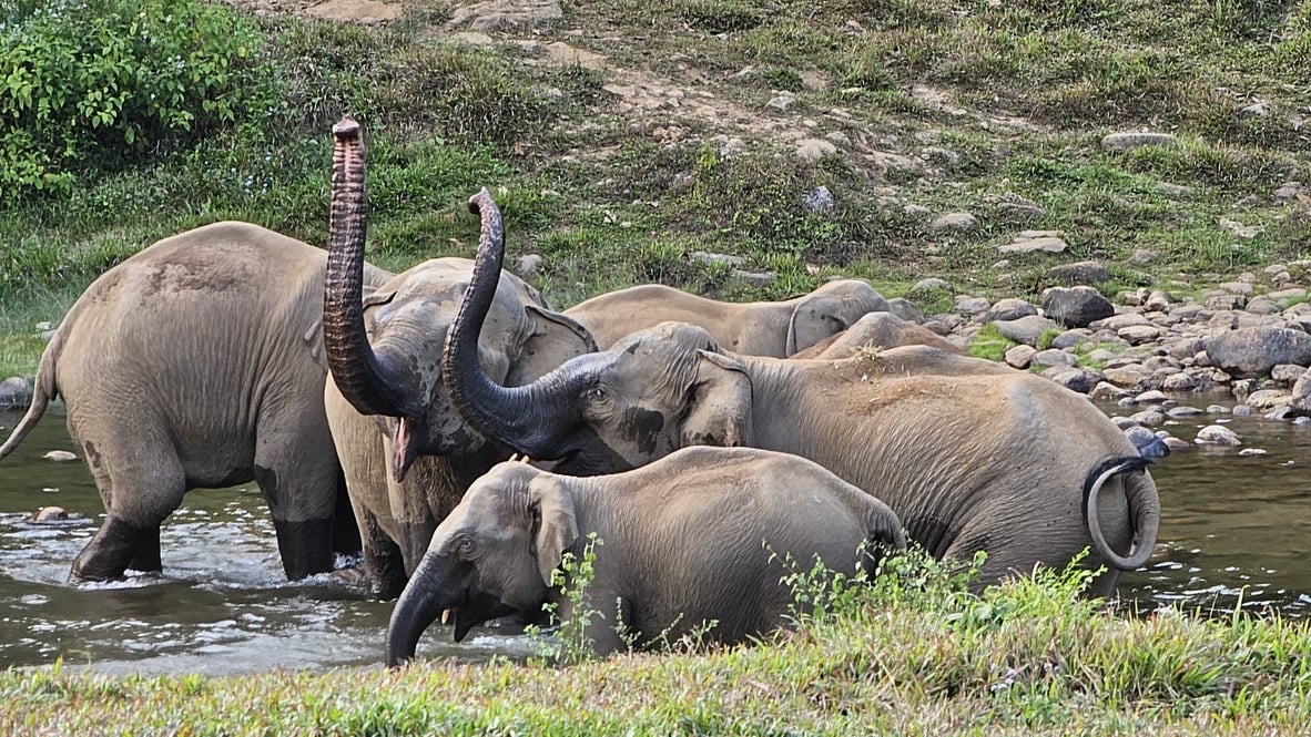 observez des élephants sauvages dans leur milieu naturel