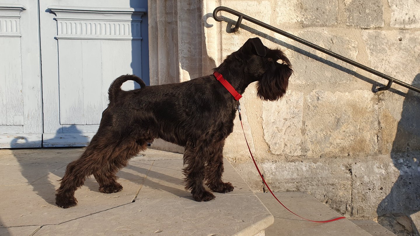 Schnauzer en position concours canin